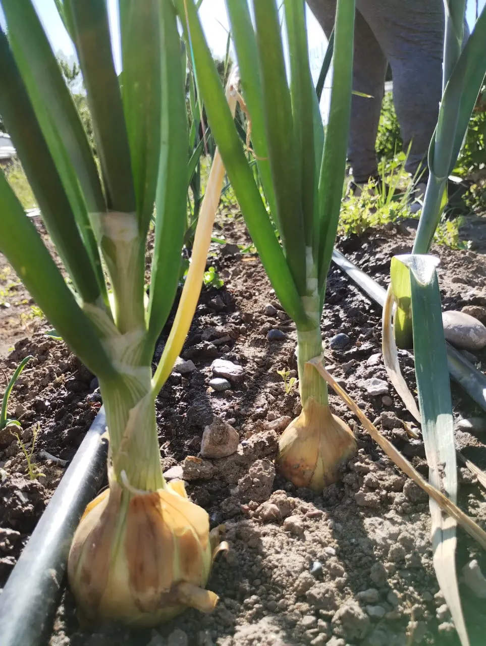 Huerta municipal Camarones 3