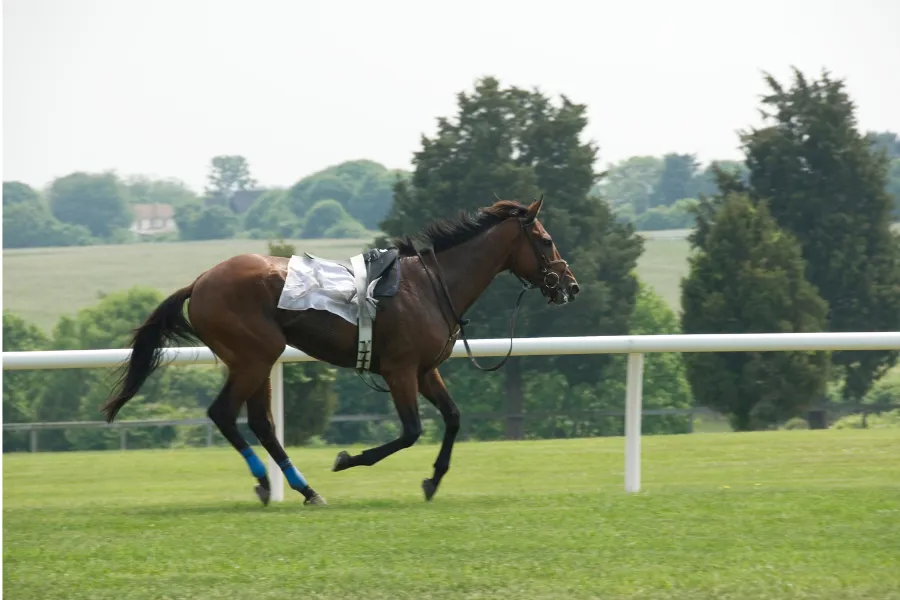Accidente con caballo