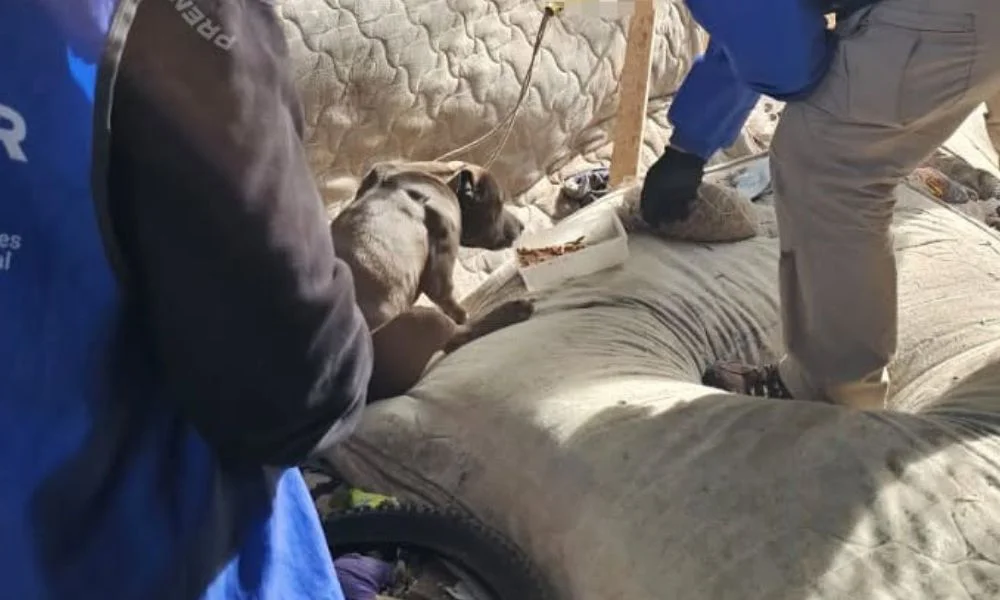 Rescatan a un perro en Neuquén