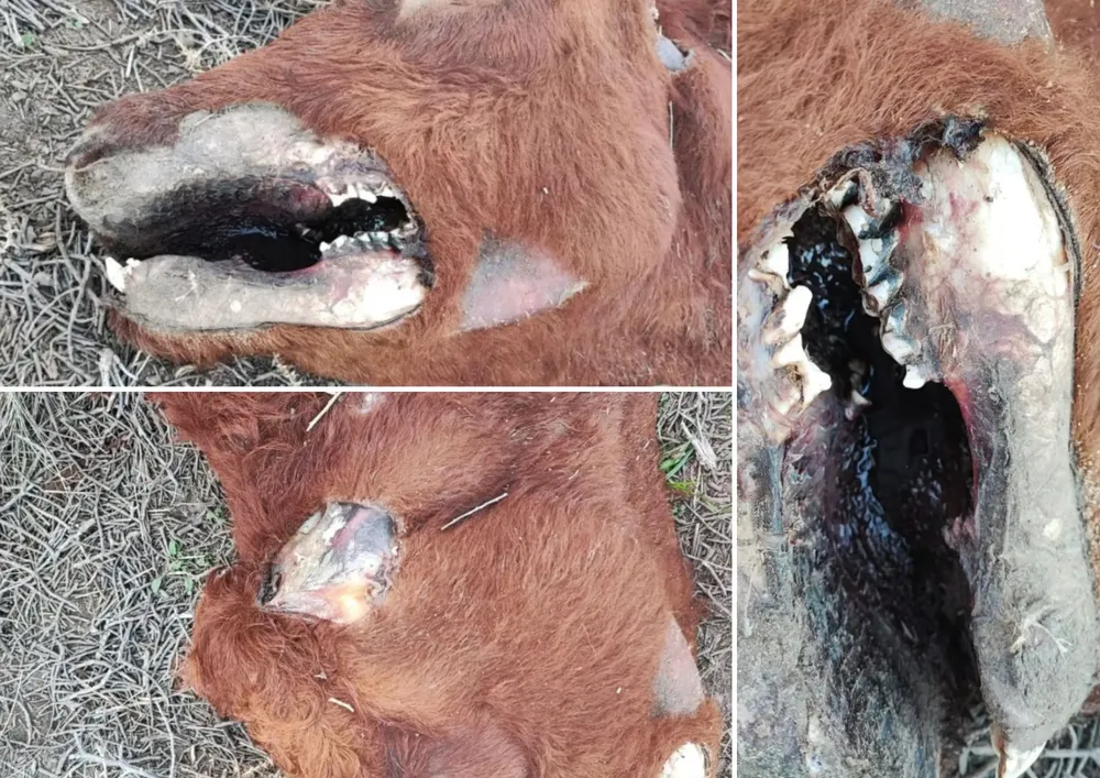 Vaca mutilada cerca de Carmen de Patagones