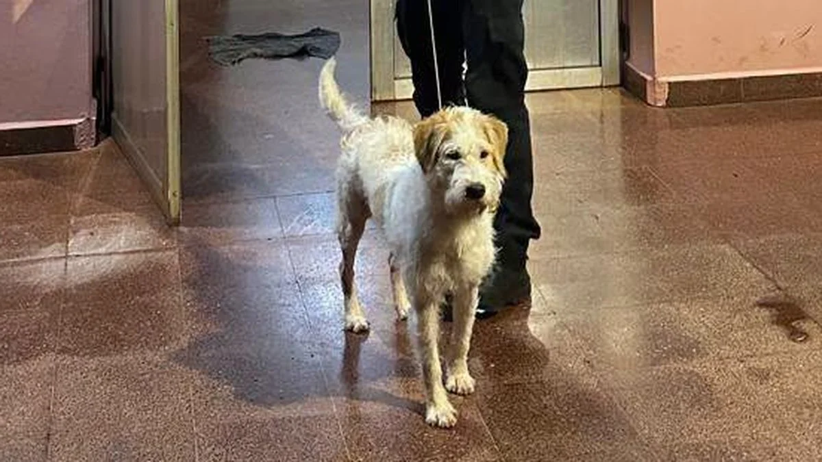 Rescataron a Simba en Oberá