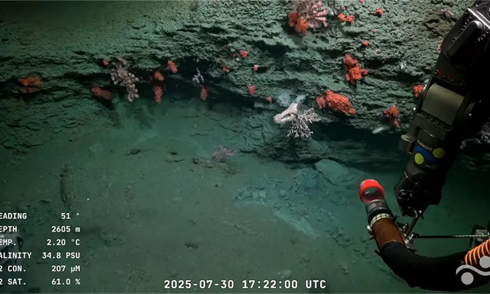 Transmisión desde el mar a 3.900 metros de profundidad (Foto: CONICET)