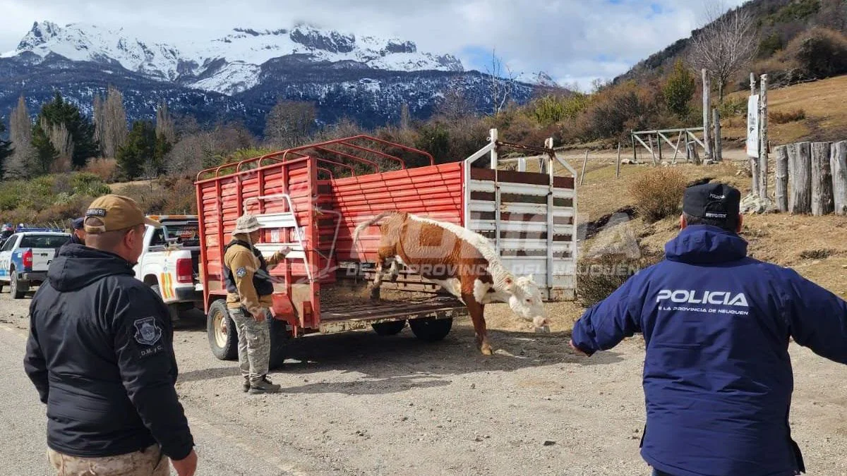 Retiran a animales sueltos en la Ruta de los Siete Lagos