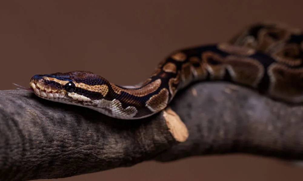 Serpiente. Foto Freepik