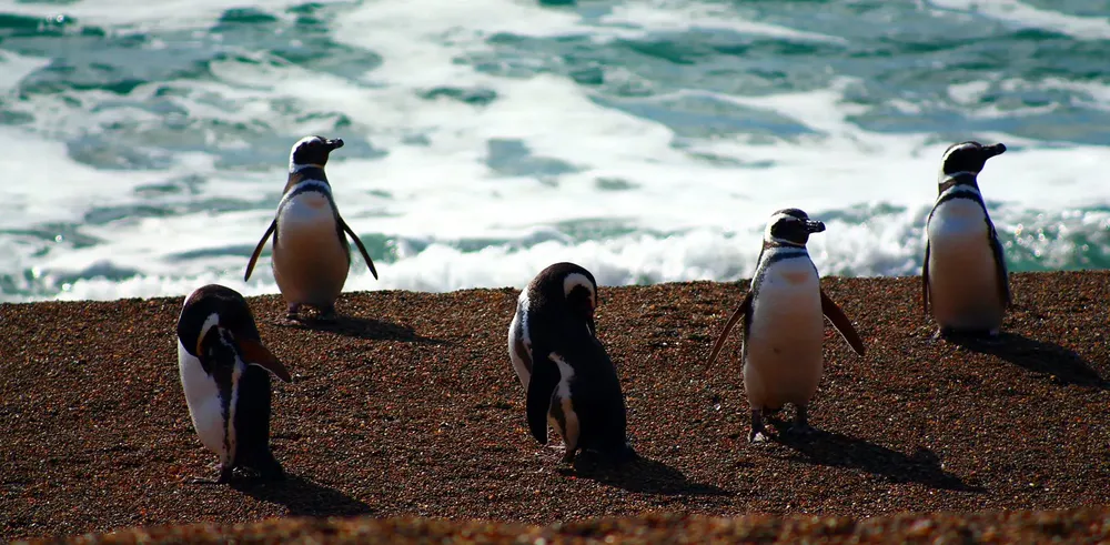 Pingüinos del Área Protegida de Punta Tombo