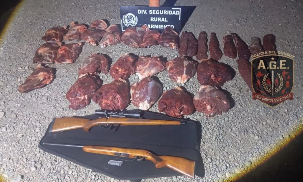 Hallaron cinco guanacos faenados en una camioneta