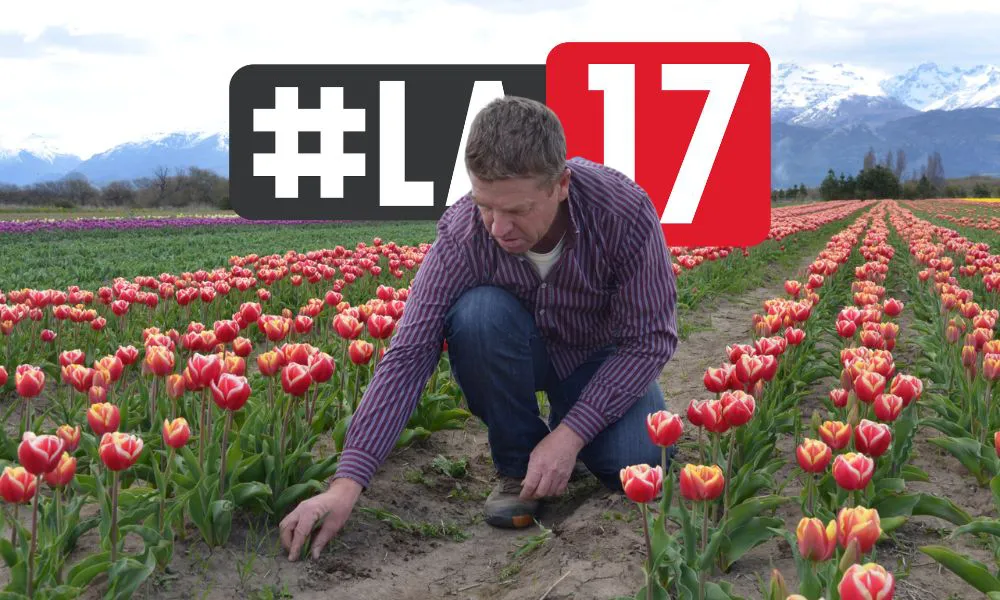Campo de tulipanes Trevelin