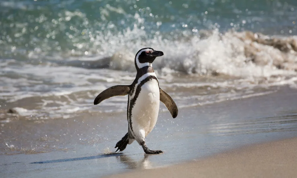 Cada 25 de abril, el foco se posa sobre los pingüinos, pero este año la atención se desplaza hacia algo más amplio.