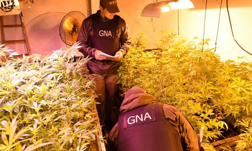 Invernadero de marihuana