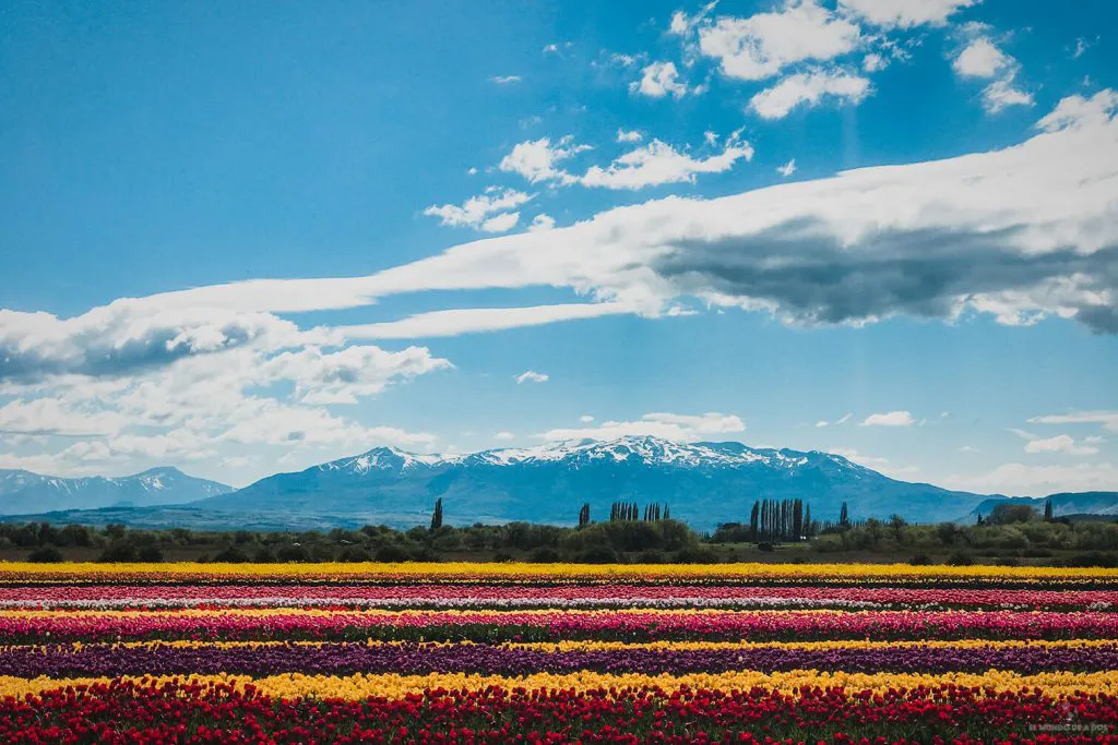 Campo de tulipanes en Trevelin