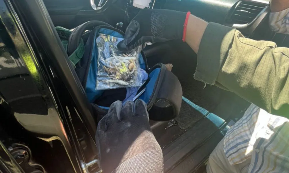 Gendarmería halló hongos alucinógenos