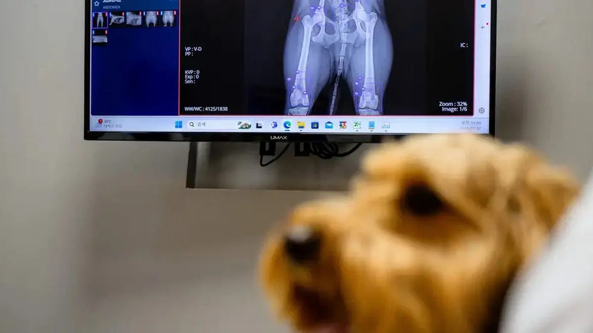 perros e IA detectan cáncer (DW)