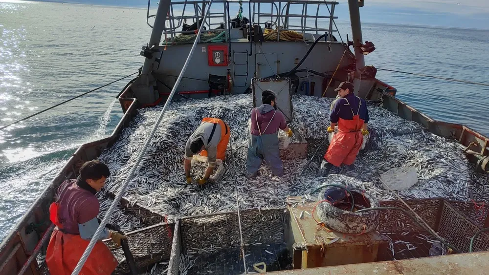 Especialistas del CCT CENPAT profundizan asesoramiento sobre pesca de anchoíta (1)