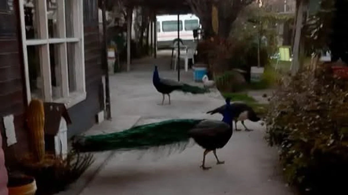Pavos reales aparecieron en Las Grutas