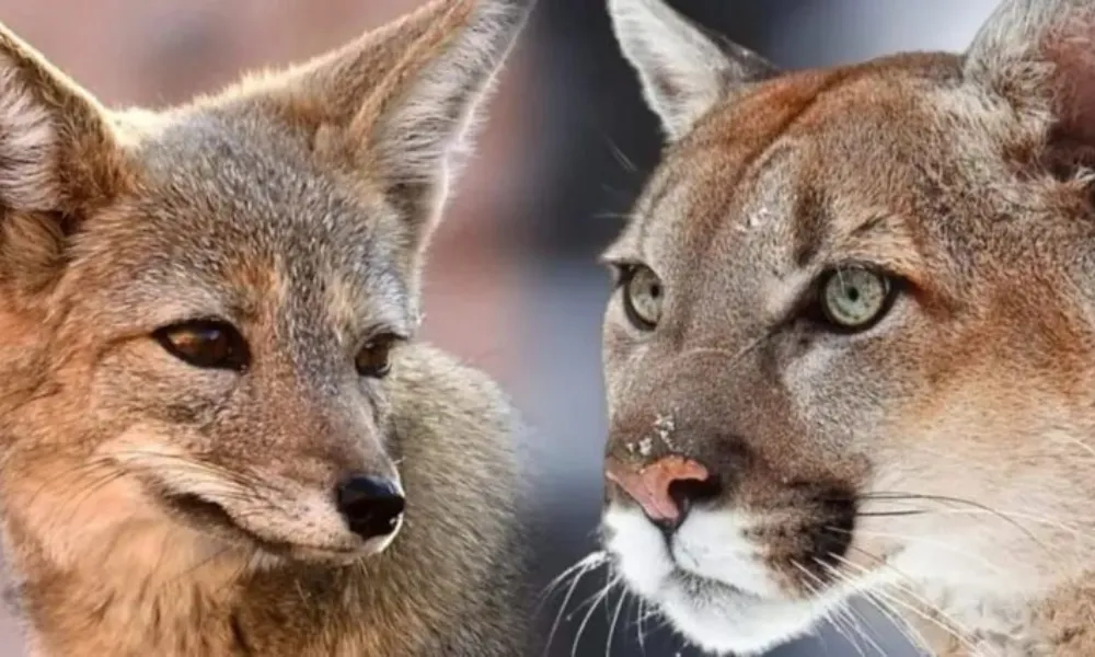 Zorro y puma