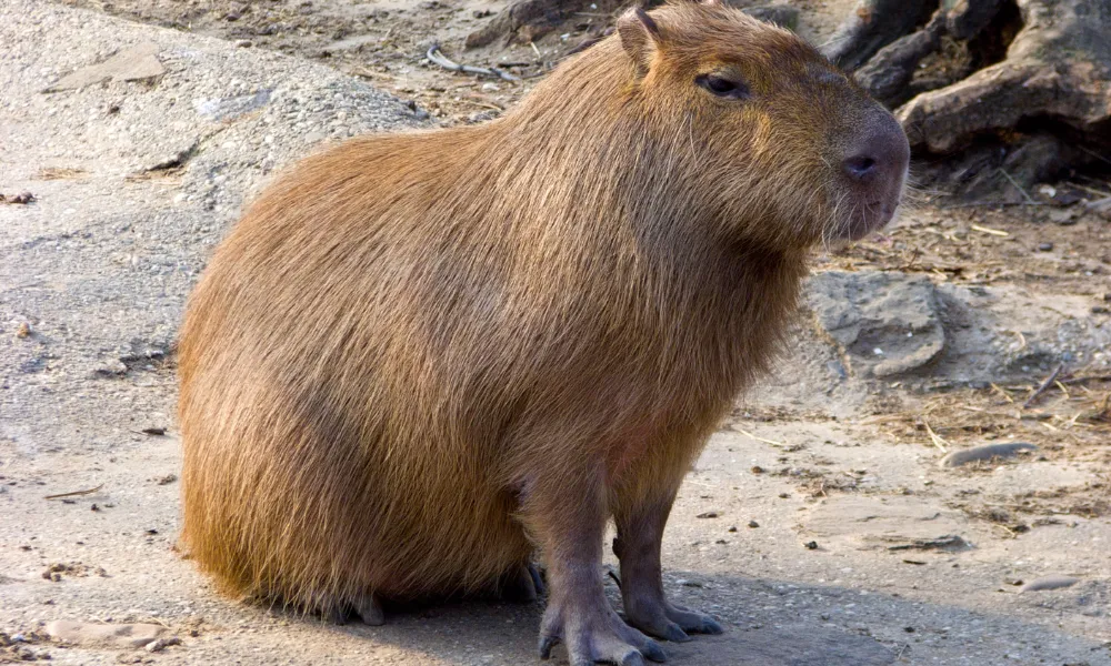 Carpincho o capibara