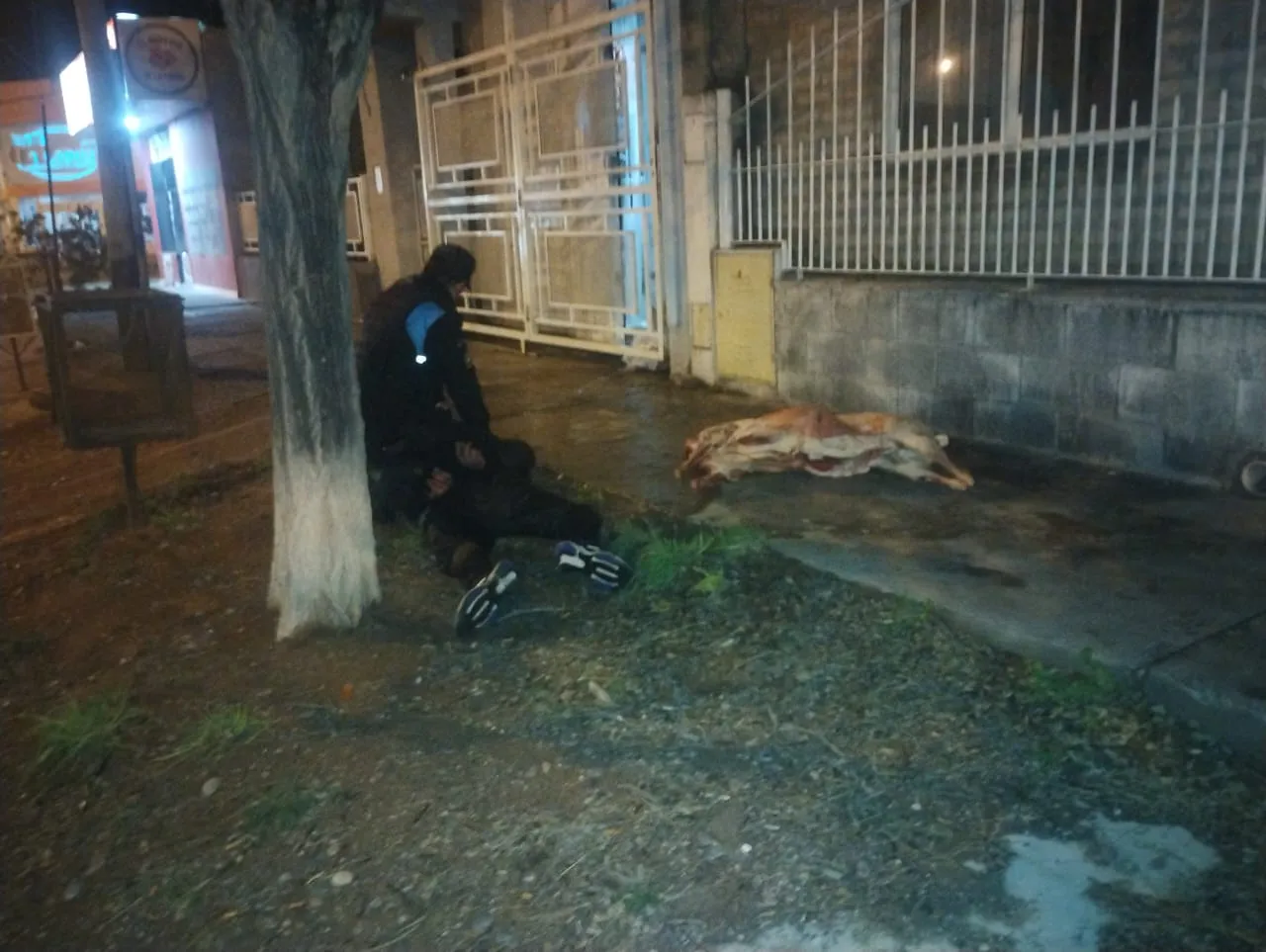 Cordero descartado en la huída