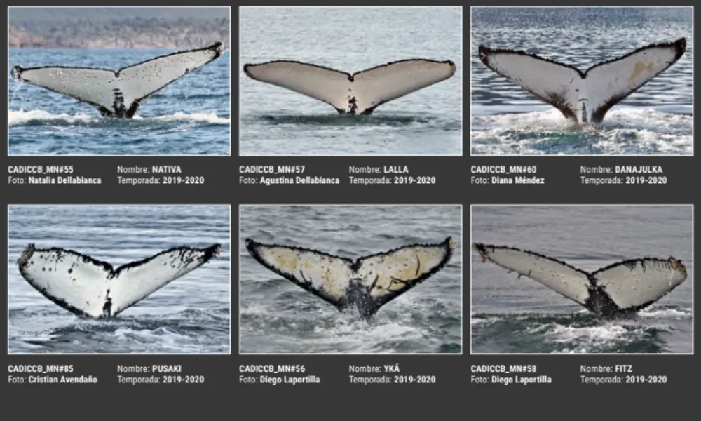 Catálogo Ballenas