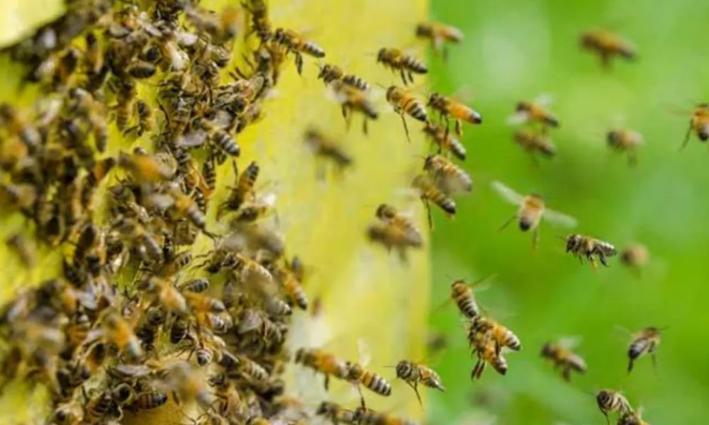 Abejas