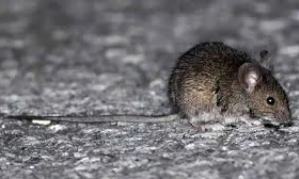 Hantavirus