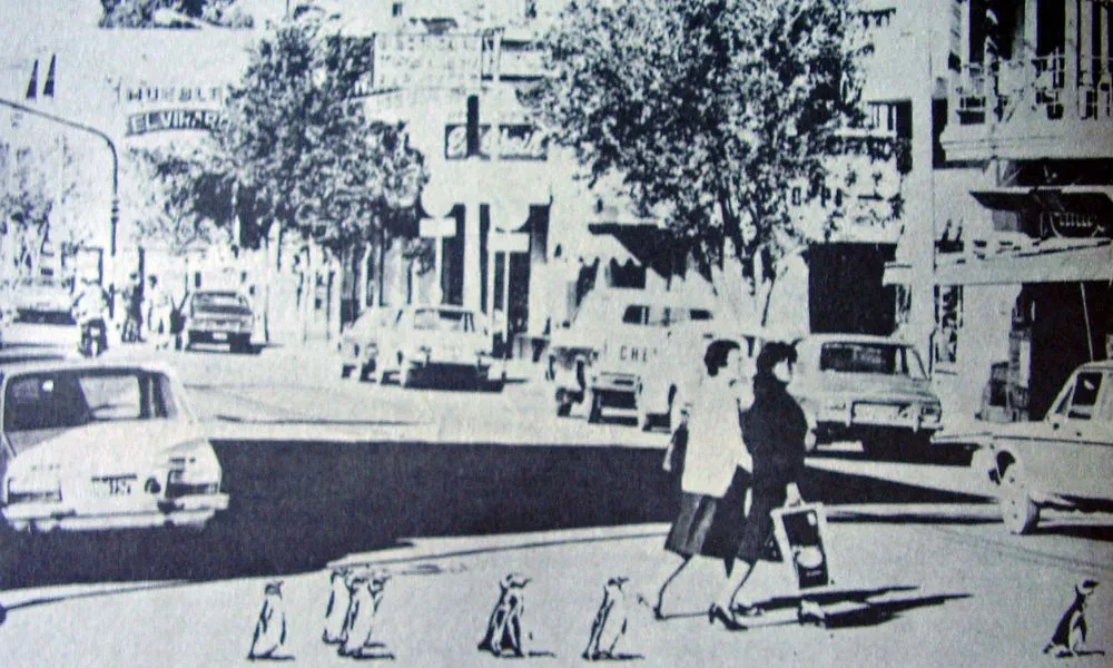 Pingüinos en la calle Foto Diario Jornada