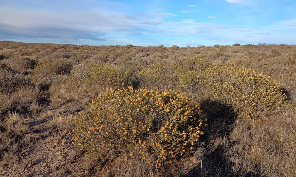 Amancer en Chubut flora