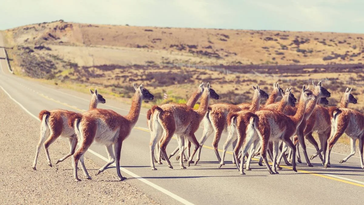 Guanacos