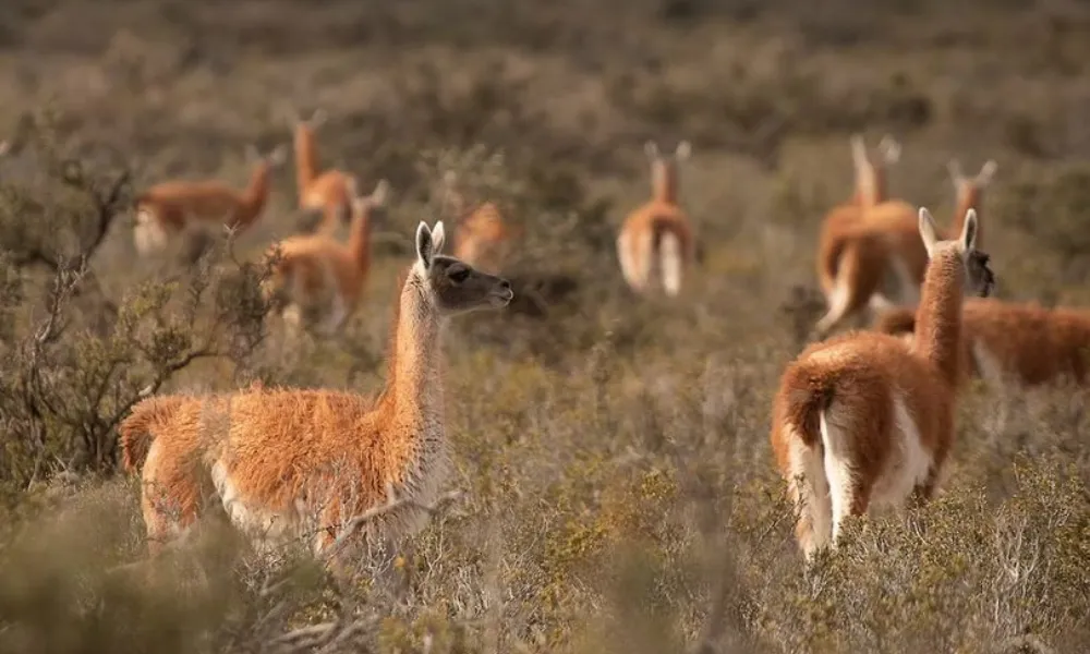 Guanacos