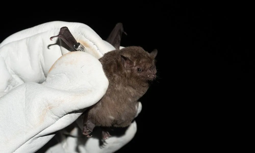 Murcielago con rabia foto ilustrativa Freepik