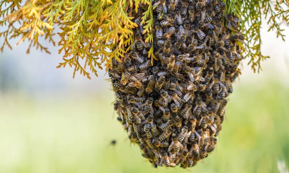 Murió tras ser picado por enjambre de abejas