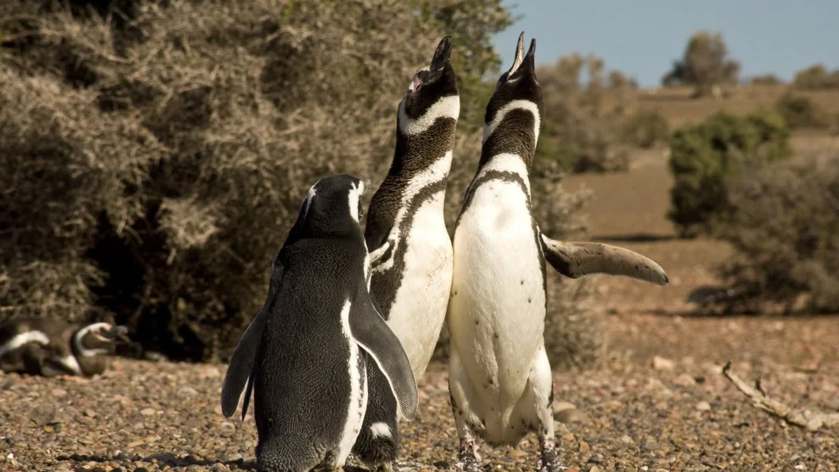 Temporada de pingüinos. Foto Lisandro Crespo