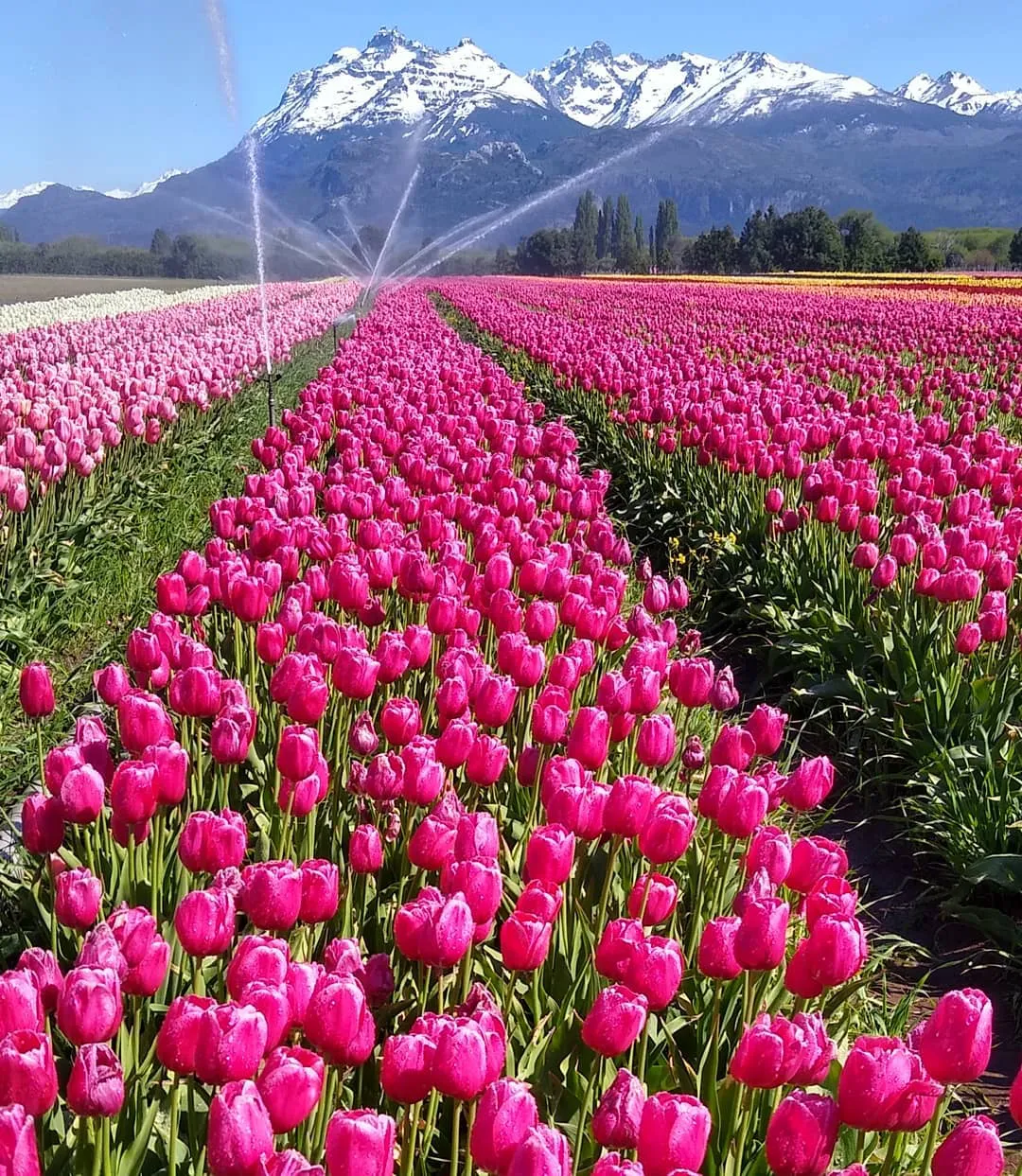 Tulipanes en Trevelin