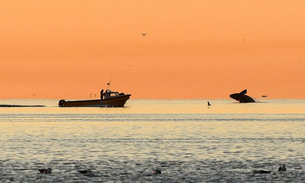 Puerto Madryn incorporará sus servicios turísticos a la plataforma global Civitatis
