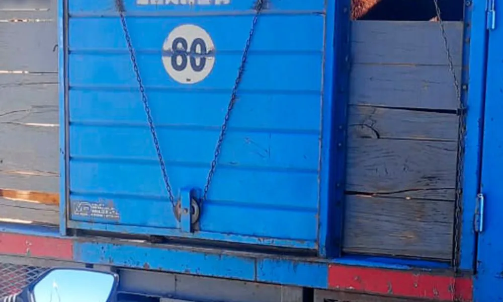 camión transportando carne sin documentos