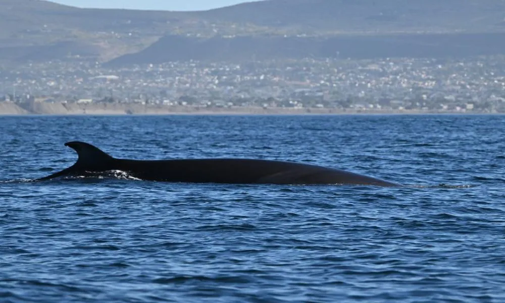 Ballenas sei en el Golfo San Jorge