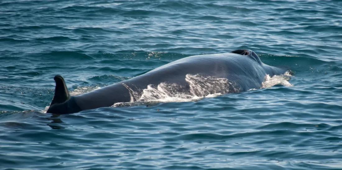 Ballena Sei