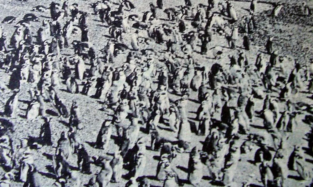 Colonia de pingüinos