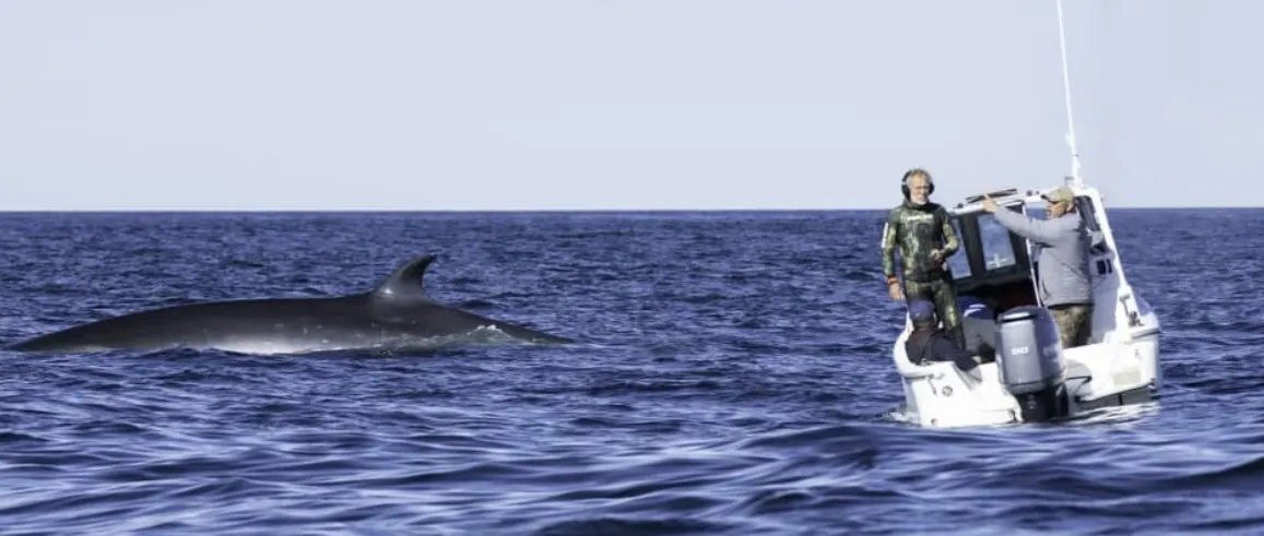 coscarella ballena sei