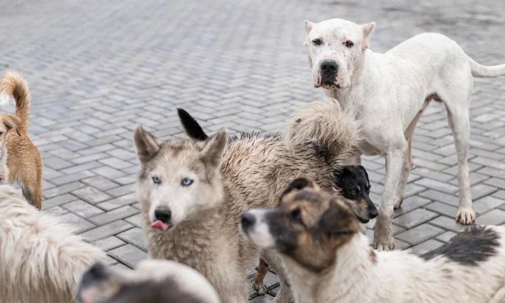 Perros en la calle. Imagen ilustrativa Magnific