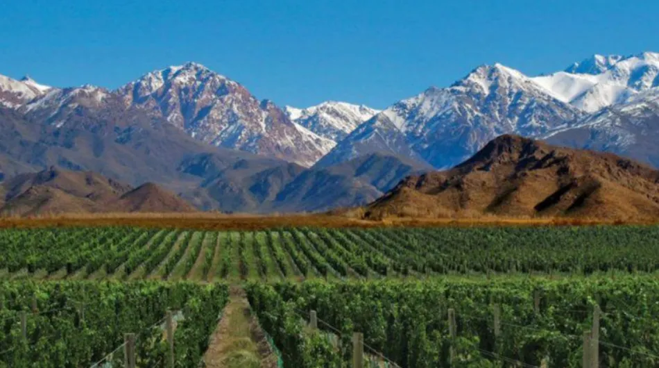 viñedos