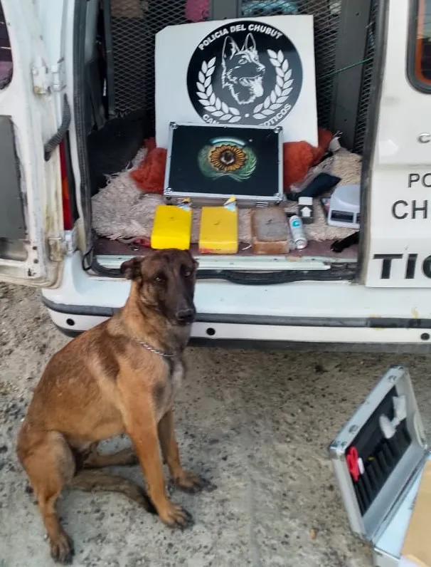 El control en Puerto Madryn destacó la efectividad de los canes especializados en la detección de sustancias ilícitas.