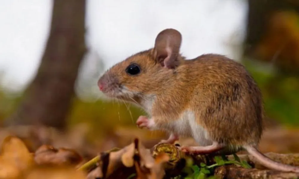 Hantavirus