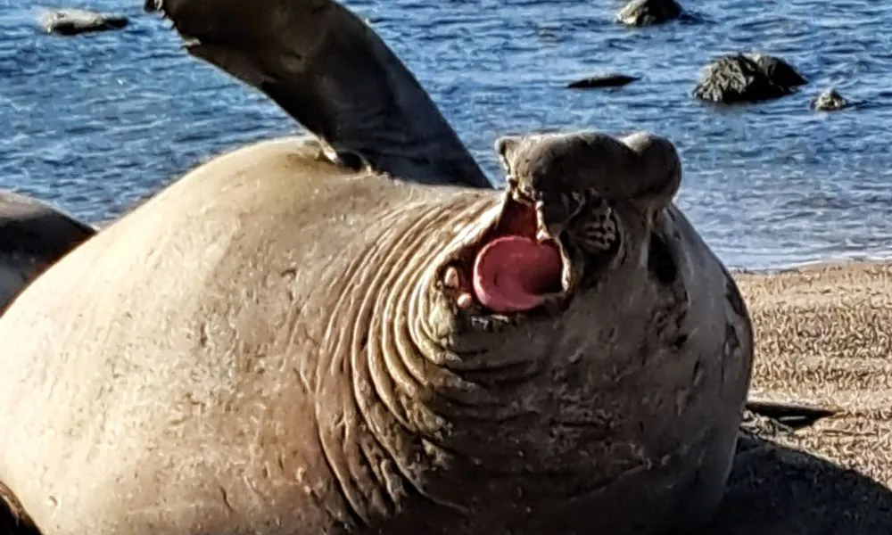 Elefante Marino en Estancia La Antonieta 3