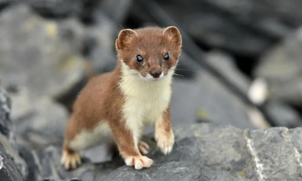 Comadreja. Imagen ilustrativa