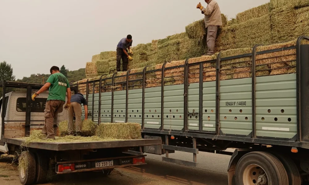 entrega de fardos de alfalfa