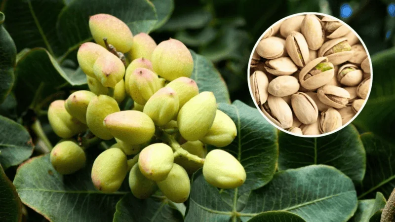 El pistacho celebra su día mundial en medio de un boom gastronómico.