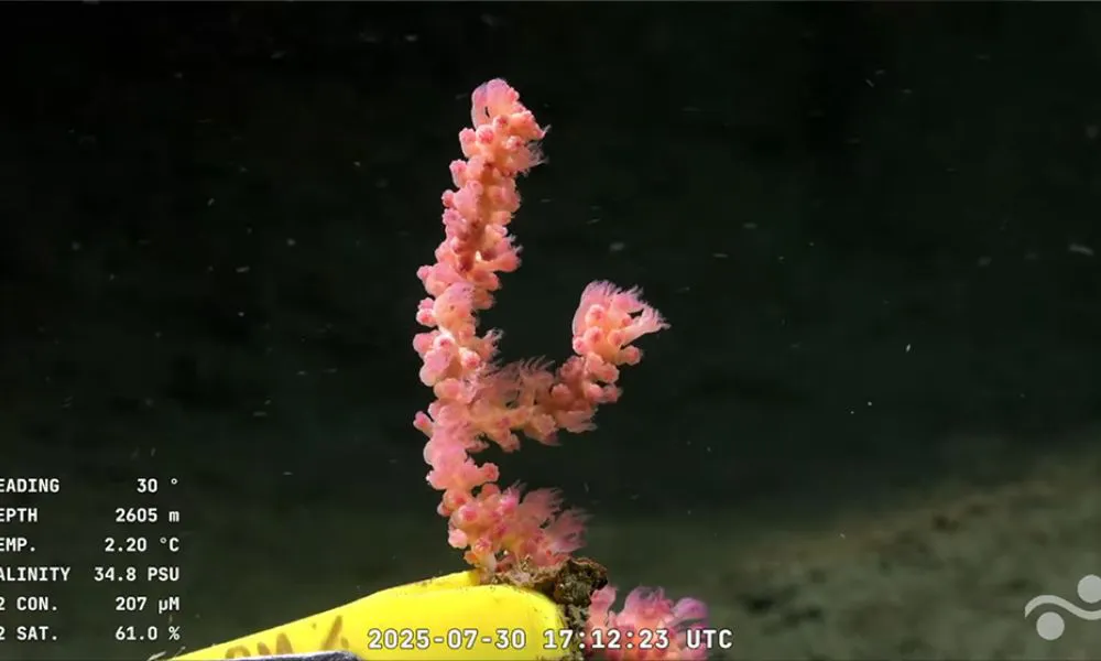 Ecosistemas submarinos en el cañón Mar del Plata