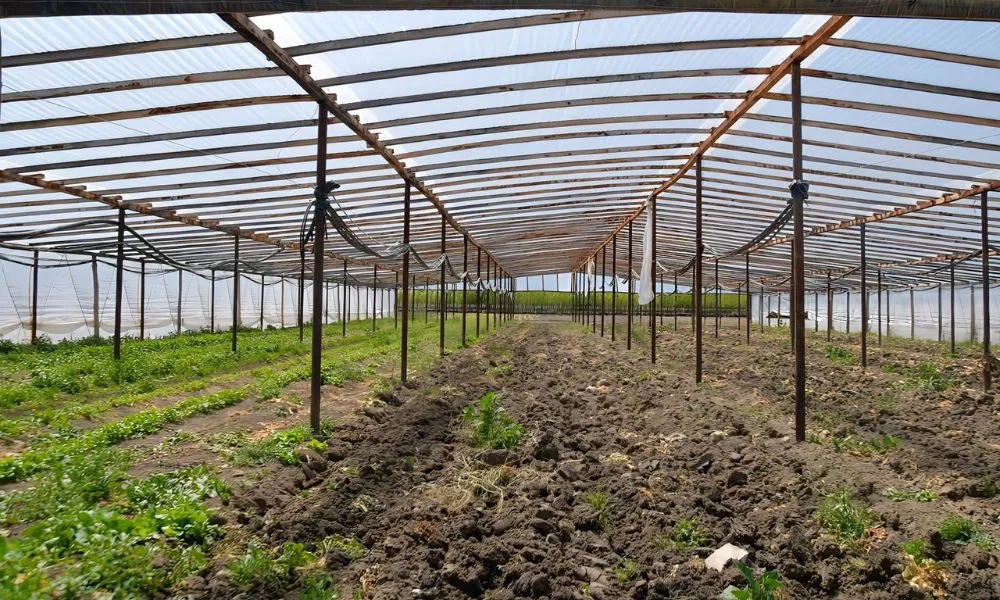 Medidas para potenciar la producción local