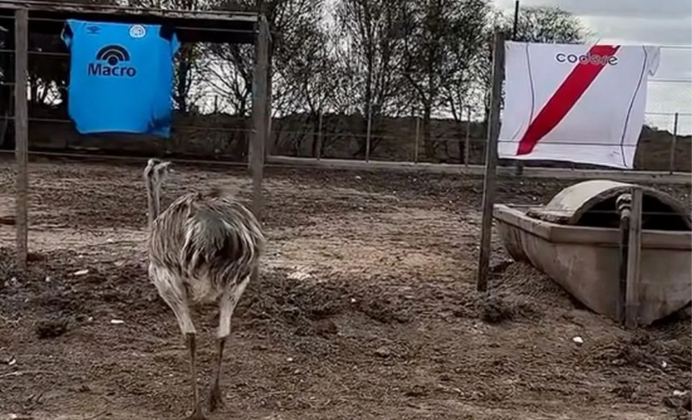 Los animales eligieron la camiseta del Pirata en distintas pruebas.