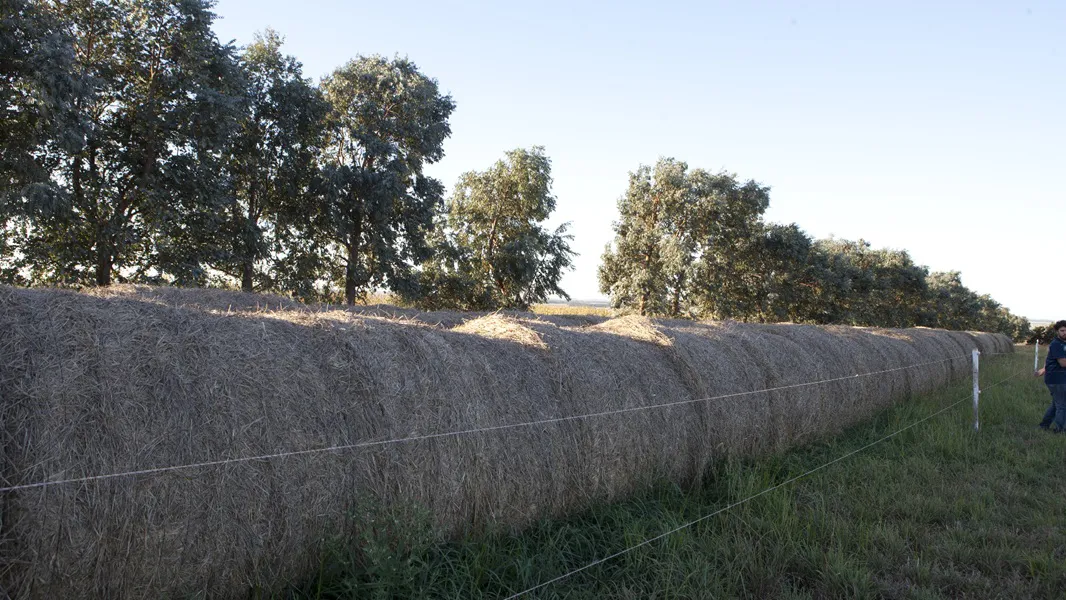 Fardos de alfalfa